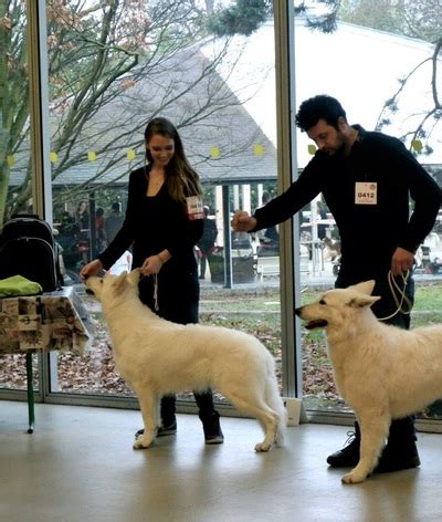 Nouvelles De Berger Blanc Suisse Levage De Berger Blanc Suisse Du