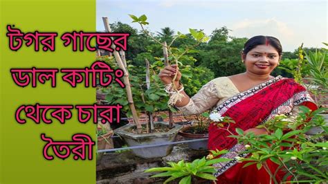 থোকা টগর গাছের কাটিং থেকে নতুন চারা তৈরি করার সবচেয়ে সহজ পদ্ধতি। Grow