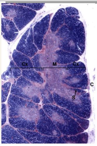 Lymphoid Histology Flashcards Quizlet