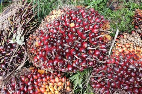 Pekebun Kecil Kelapa Sawit Tawau Sabah Emj Biotech Sdn Bhd