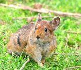 Pika - Description, Habitat, Image, Diet, and Interesting Facts