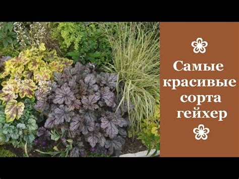 Самые красивые сорта гейхер, которые никого не оставят равнодушными ...