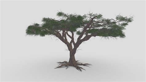 African Acacia Tree S3 Buy Royalty Free 3D Model By ASMA3D 58919c3