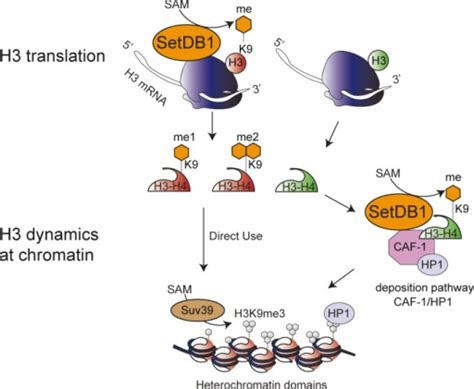working model setbd exists   distinct complexes open