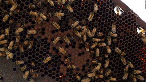 How African honey bees can help mitigate a world crisis - CNN