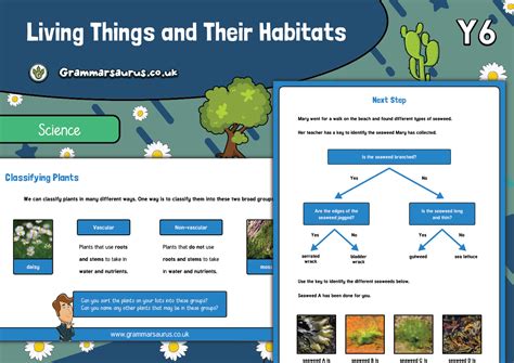 Year Science Living Things And Their Habitats Classifying Plants