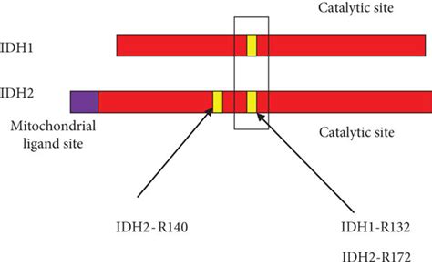 Site Of Mutation In Idh1 Gene Is R 132 And In Idh2 Gene Is R 172