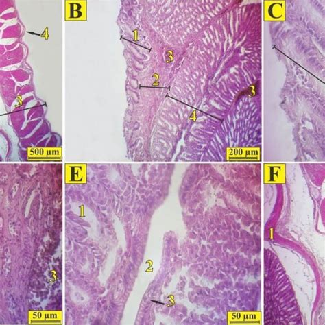 Histological structure of the proventriculus in golden eagle (H&E ...