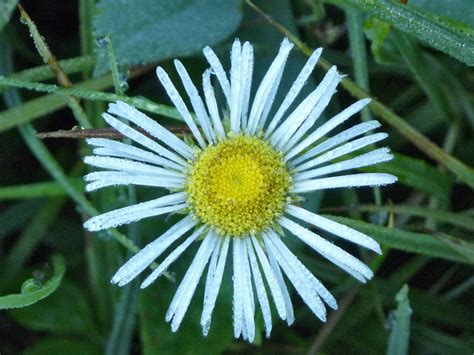 Showy Daisy Paradise Meadows Lassen Volcanic National Park California