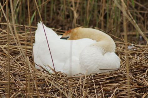 H Ckerschwan Cygnus Olor H Ckerschwan Cygnus Olor Flickr