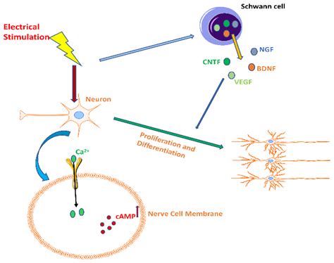 Bioengineering Free Full Text Physical Stimulation Combined With