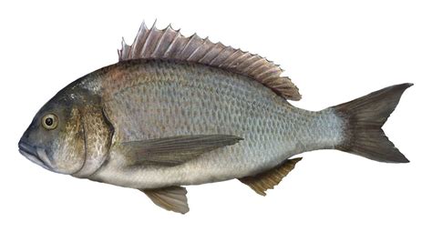 Bream (all species) - PIRSA