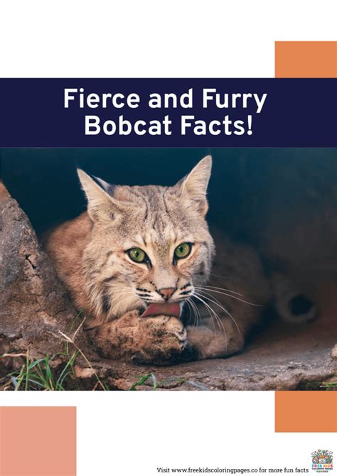 Fierce And Furry Bobcat Fun Facts Printable For Kids