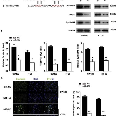 Catenin Was The Target Of Mir A Predicted Binding Sites For