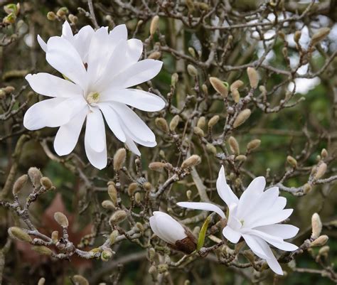 Perfume Project Nw Magnificent Magnolias