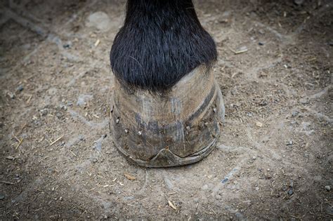 Les Parties Du Sabot Du Cheval Petit Galop