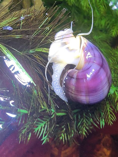 Did My Nerite Snail Lay Eggs On My Mystery Snail Raquaticsnails