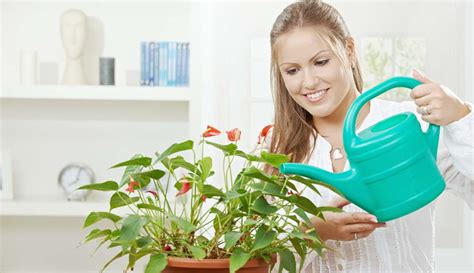 Watering Plants With Distilled Water