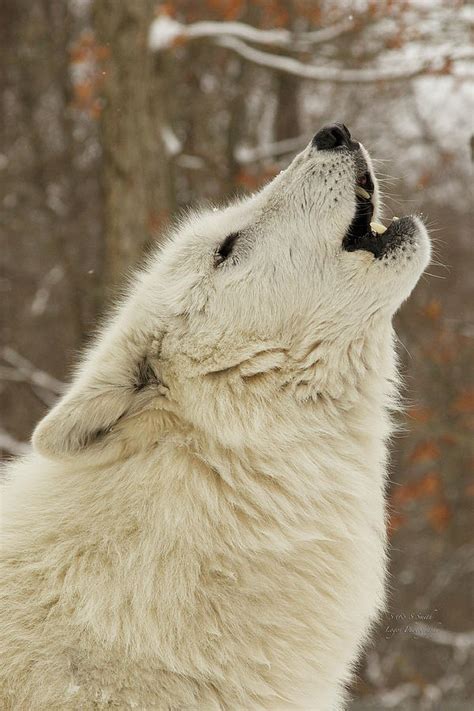 Howling Arctic Wolf portrait Photograph by Steve and Sharon Smith