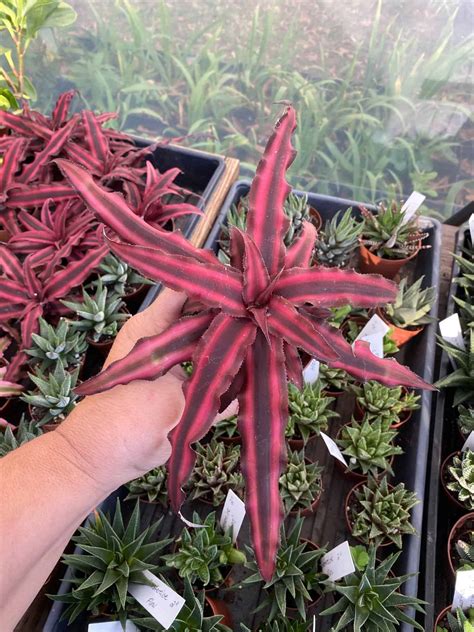 Earth Star Bromeliad Cryptanthus Bivittatus Fire Mystic Red Po Plantly