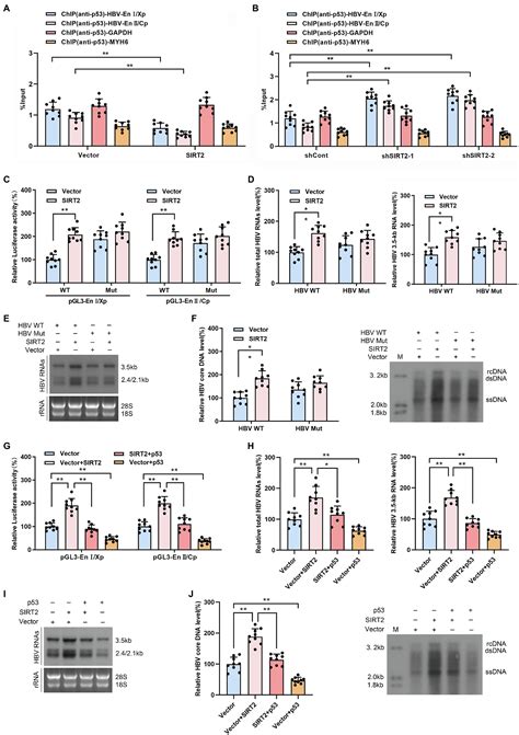 Frontiers SIRT2 Promotes HBV Transcription And Replication By