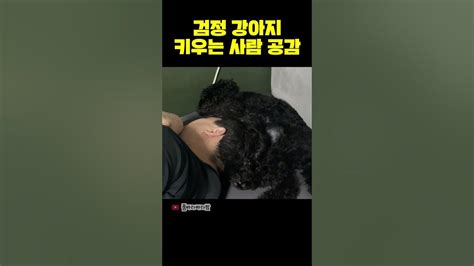 검정 강아지 키우는 사람 공감오지는 둔갑술 Youtube