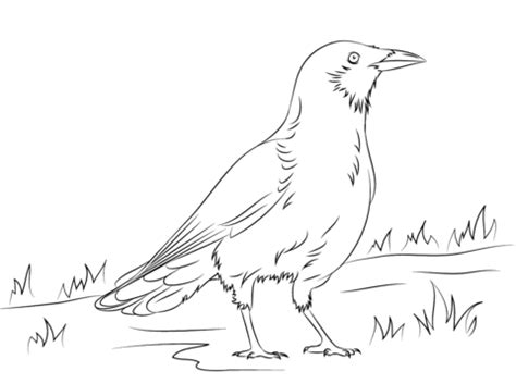 Flying Crow Coloring Pages