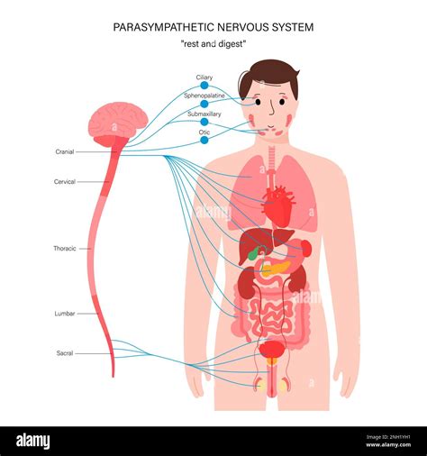 Sistema Nervioso Parasimp Tico Y Sistema Digestivo Stock De Ilustraci N