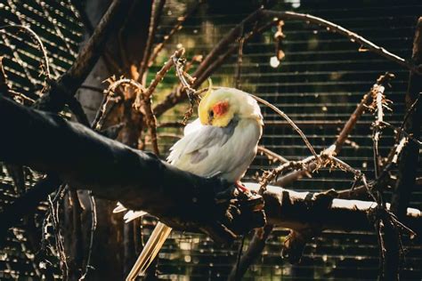 Why Are My Cockatiels Tail Feathers Falling Out Dr Cockatiel