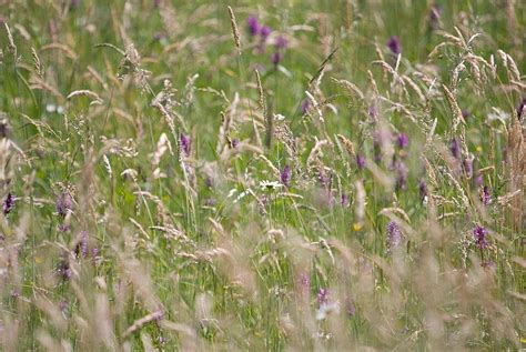 Wild Flowers Background Field Detail Detail Photo And Picture For Free