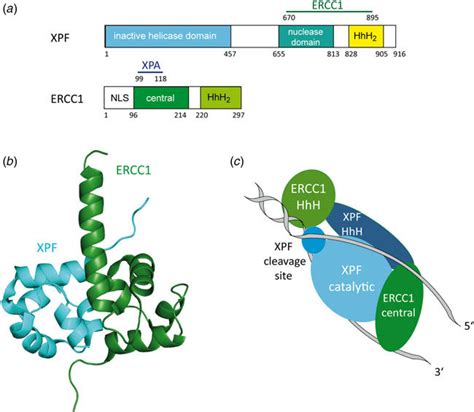 A Structural Domains Of The Human XPF And ERCC1 Proteins XPF