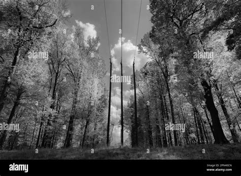 Power Lines Cut Through Immaculate Forest In Sotuh Carolina Stock Photo