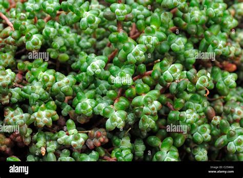 Stonecrop Sedum Brevifolium Stock Photo Alamy