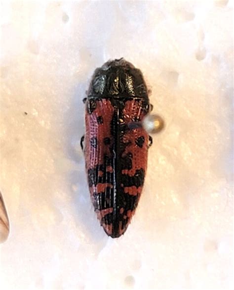 Buprestidae Archives BioQuipBugs