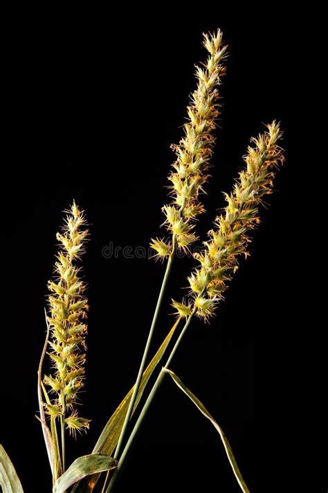 Grass Or Sand Burrs Isolated On Black Stock Photo - Image of spiny, sticky: 16022224