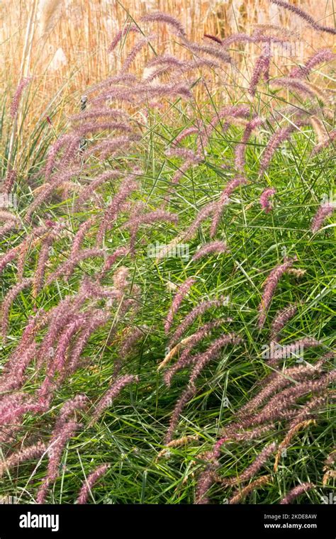 Fuente De Hierba Pennisetum Karley Rose Fuente De Hierba Oriental