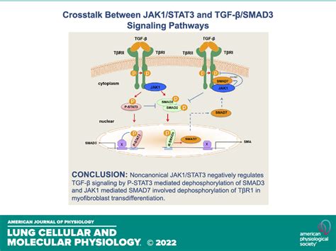 Noncanonical Jak Stat Interactions With Tgf Modulate Myofibroblast