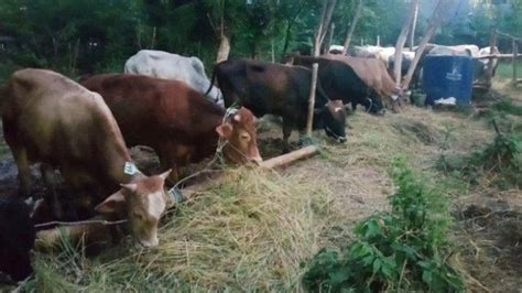 Lokasi Penampungan Hewan Kurban Di Kepulauan Seribu Sekaligus