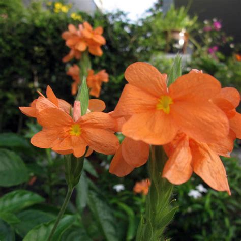 S T i l e T To: Crossandra infundibuliformis - The Firecracker Flower