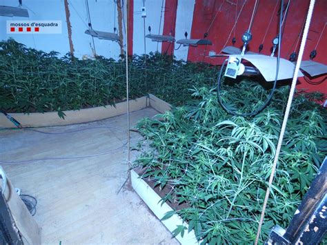 Detingut Per Tenir Plantes De Marihuana A Dins Una Masia A