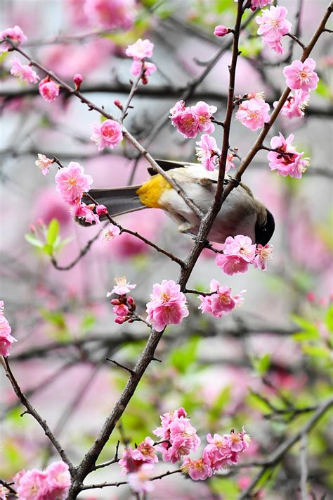 Spring Flowers Attract Birds In Sw China S Guizhou Cgtn