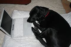 internet   youre  dog managing greatness