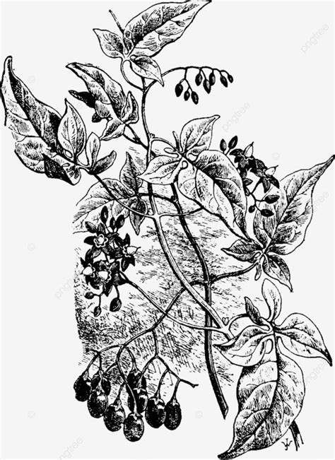 Solanum Dulcamara Vintage Illustration Engraving Art Solanaceae Vector