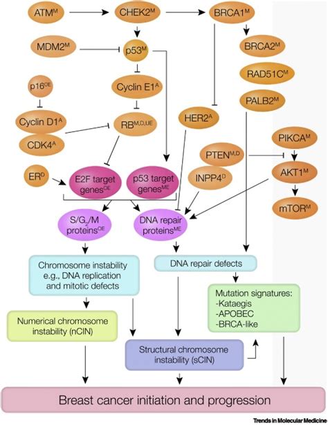 Mechanisms Of Genomic Instability In Breast Cancer Trends In Molecular