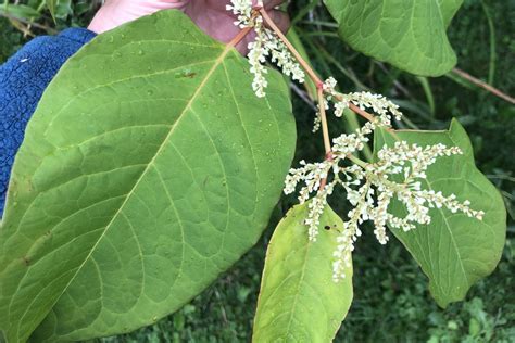 Japanese Knotweed Keweenaw Invasive Species Management Area Kisma