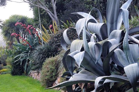 Le Jardin Exotique Jardin De Pellinec Penv Nan En Bretagne Jardin