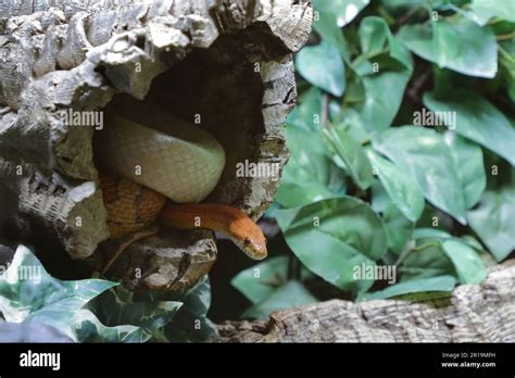 Kornnatter Corn Snake Pantherophis Guttatus Stock Photo Alamy