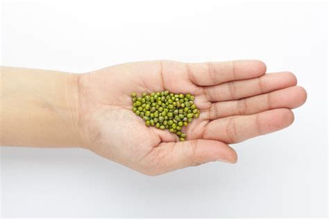 Macro Close Up Of Organic Green Gram Vigna Radiata Or Whole Green Moong