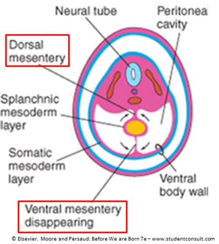 Lecture And Body Cavities And Mesenteries Flashcards Quizlet