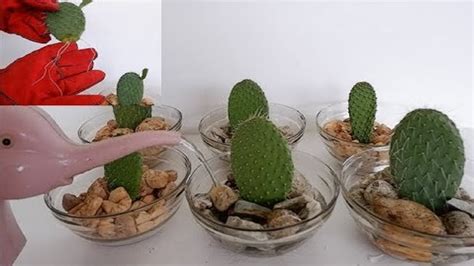 How To Propagate Cactus Leaf Cuttings In Water With Glass Bowl Opuntia